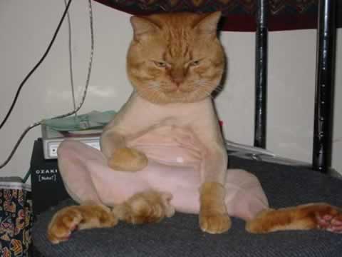 cat-shaved.jpg